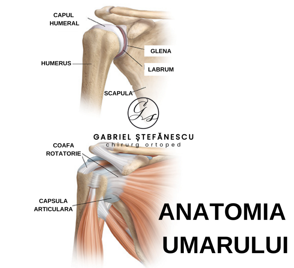 anatomia umarului dr stefanescu gabriel 