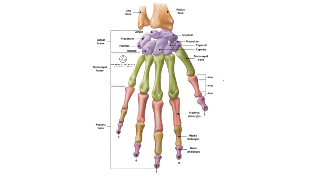 anatomie-scafoid